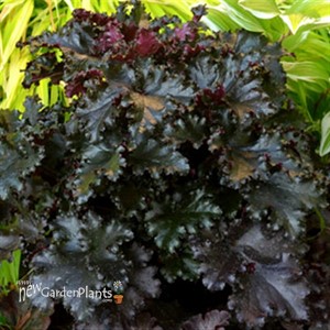 'Black Taffeta' Heuchera Coral Bells