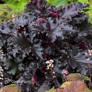 'Black Taffeta' Heuchera Coral Bells