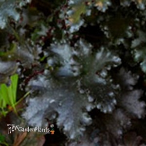 'Black Taffeta' Heuchera Coral Bells