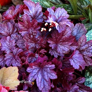 'Shanghai City™ Series Coral Bell