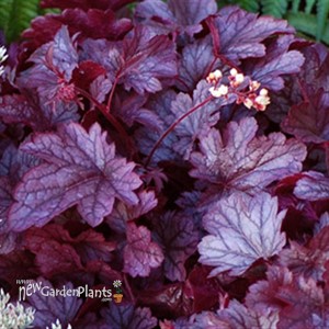 'Shanghai City™ Series Coral Bell