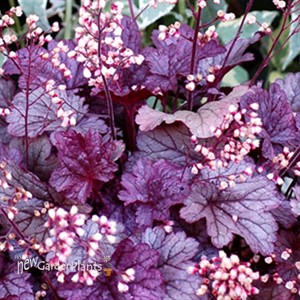 'Shanghai City™ Series Coral Bell