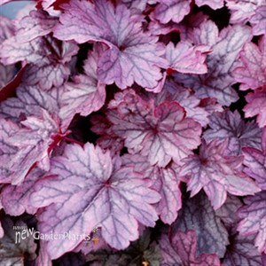 'Shanghai City™ Series Coral Bell