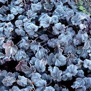 'Shanghai City™ Series Coral Bell