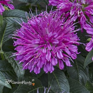 'Pardon My Purple' BEE BALM