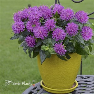 'Pardon My Purple' BEE BALM