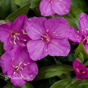 'Glowing Magenta' EVENING PRIMROSE