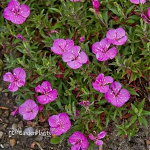 'Glowing Magenta' EVENING PRIMROSE