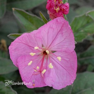 'Glowing Magenta' EVENING PRIMROSE