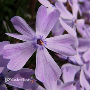Creeping Phlox 'Purple Beauty'