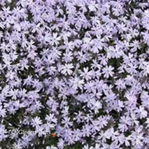 Creeping Phlox 'Blue Emerald'