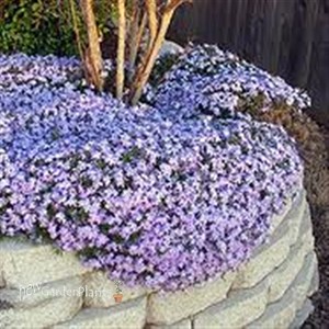 Creeping Phlox 'Blue Emerald'