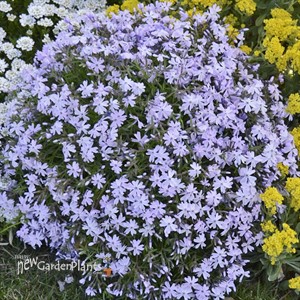 Creeping Phlox 'Blue Emerald'