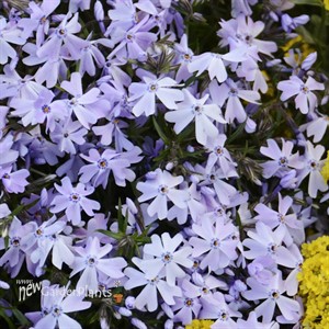 Creeping Phlox 'Blue Emerald'