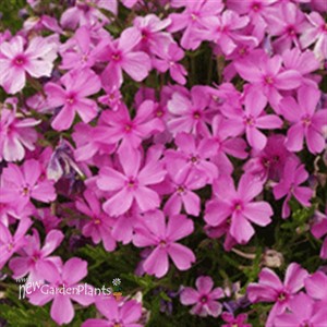 Creeping Phlox 'Emerald Pink'