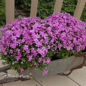 Creeping Phlox 'Emerald Pink'