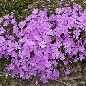 Creeping Phlox 'Emerald Pink'
