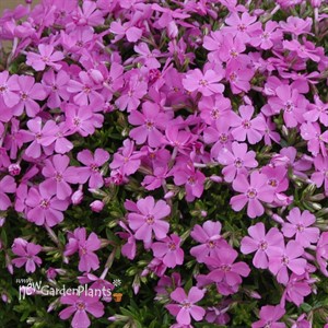 Creeping Phlox 'Emerald Pink'