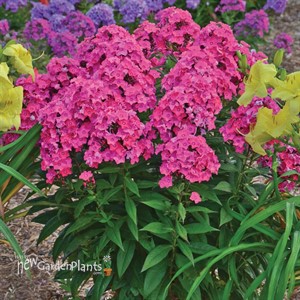 'Glamour Girl' Tall Phlox