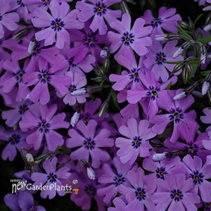 Creeping Phlox 'Purple Beauty'