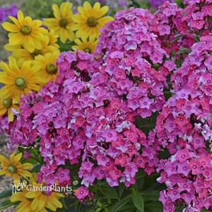 'Glamour Girl' Tall Phlox