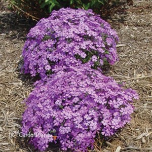 Creeping Phlox 'Purple Beauty'