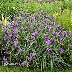 'Concord Grape' Spiderwort
