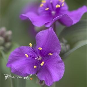 'Concord Grape' Spiderwort
