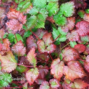 'Color Flash' False Sprirea