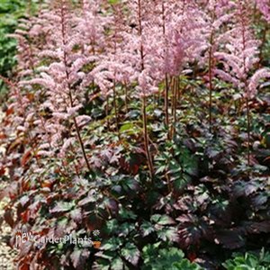 'Color Flash' False Sprirea