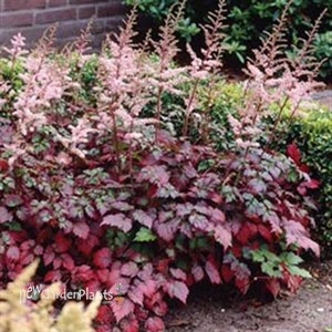 'Color Flash' False Sprirea