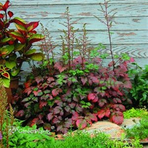 'Color Flash' False Sprirea