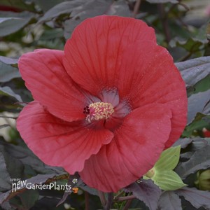 'Midnight Marvel' ppaf Rose Mallow