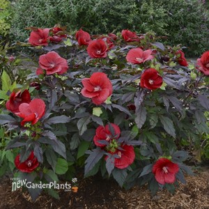 'Midnight Marvel' ppaf Rose Mallow