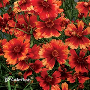 'Desert Coral' Hardy Jewel™ Series Tickseed