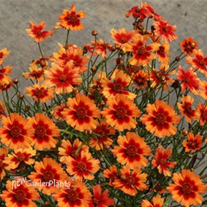 'Desert Coral' Hardy Jewel™ Series Tickseed