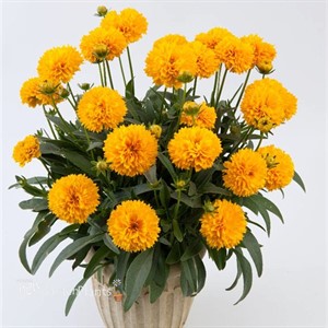 'Golden Ball' Coreopsis Tickseed