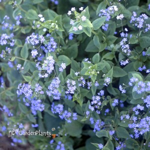 Brunnera Macrophylla Heartleaf Alkanet