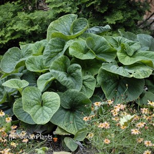 Brunnera Macrophylla Heartleaf Alkanet