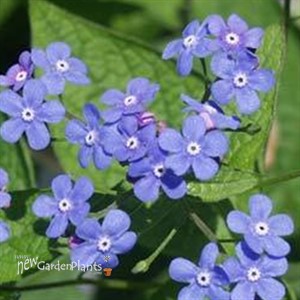 Brunnera Macrophylla Heartleaf Alkanet