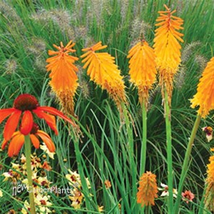 'Mango Popsicle™' HOT POKER