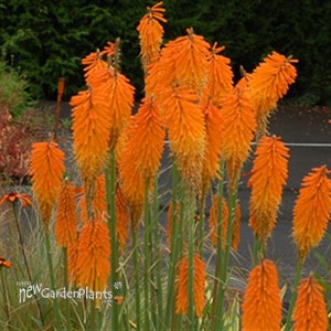 'Mango Popsicle™' HOT POKER