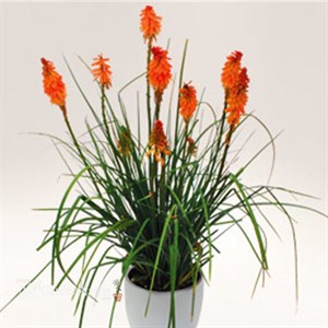 'Mango Popsicle™' HOT POKER