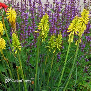 'Lemon Popsicle™' HOT POKER