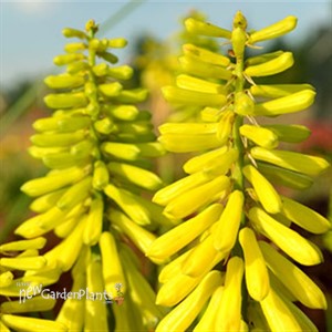 'Lemon Popsicle™' HOT POKER
