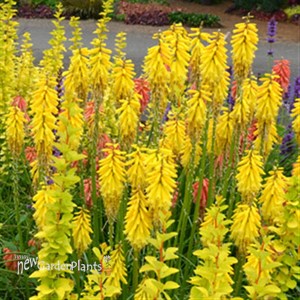 'Lemon Popsicle™' HOT POKER