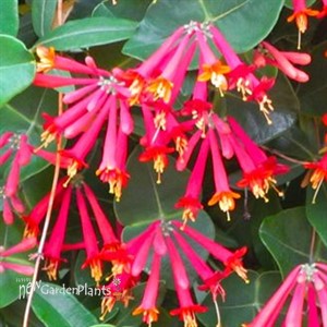 'Major Wheeler' Honeysuckle