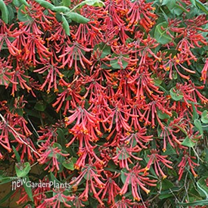 'Major Wheeler' Honeysuckle