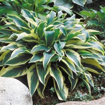 'Wolverine'  Hosta