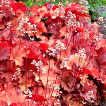 'RIO' Coral Bells